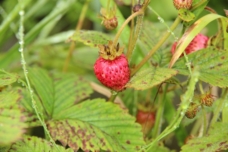 Земляника ремонтантная Лоран f1