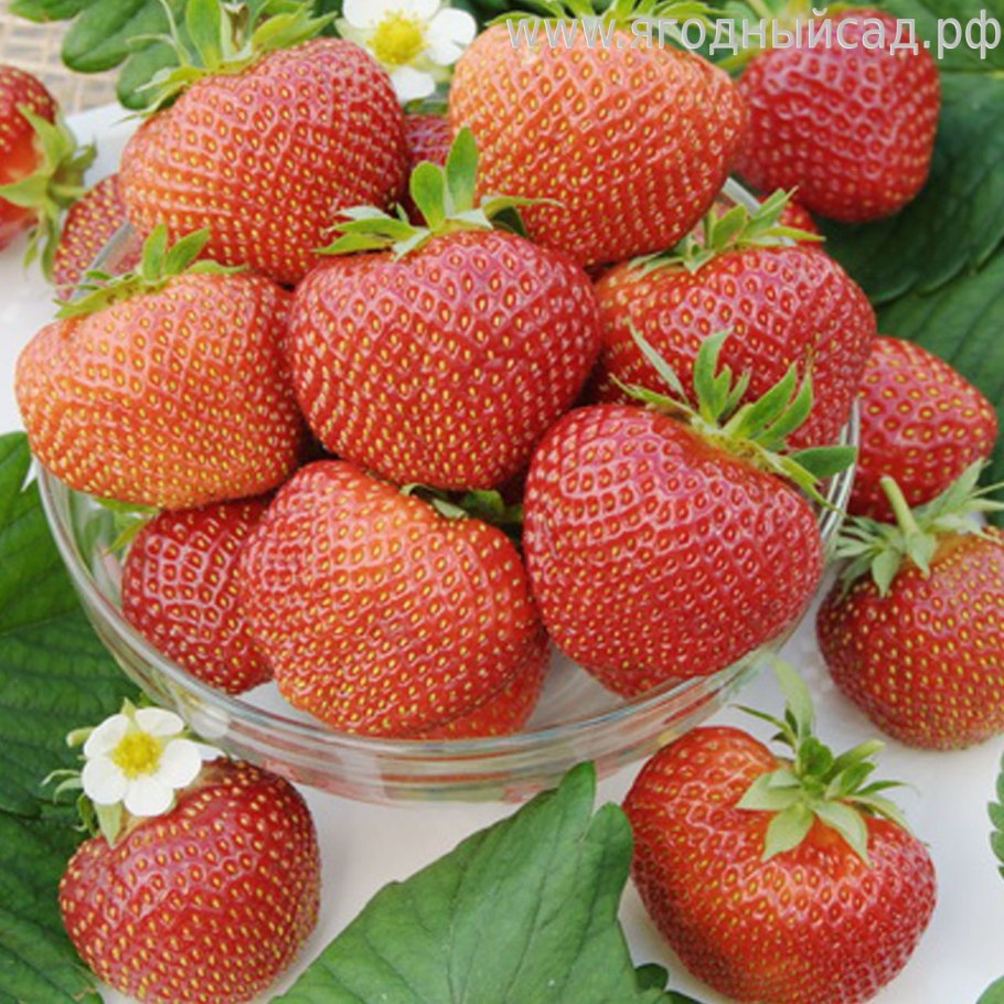 Сорт клубники лия сахарная
