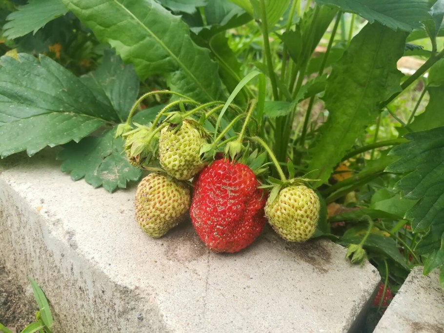 Земляника ремонтантная Холидей