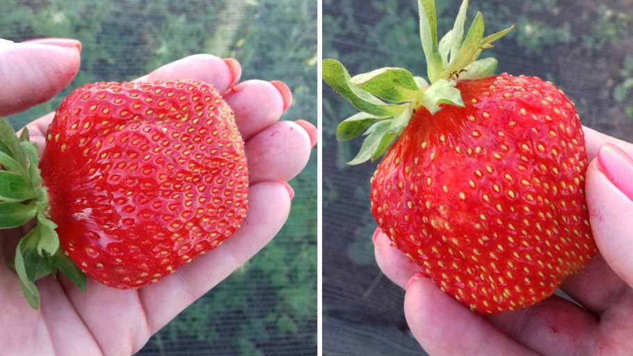 Флер сорт клубники