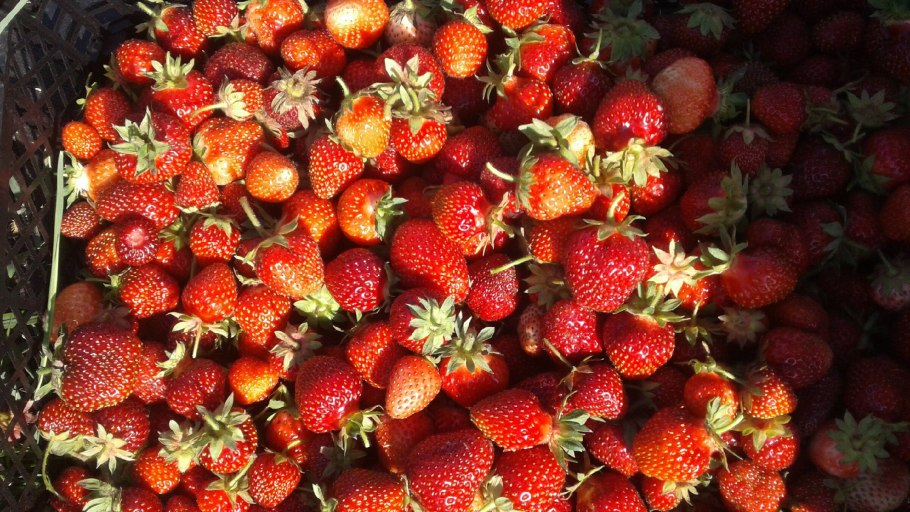 Земляника Садовая Пайнберри