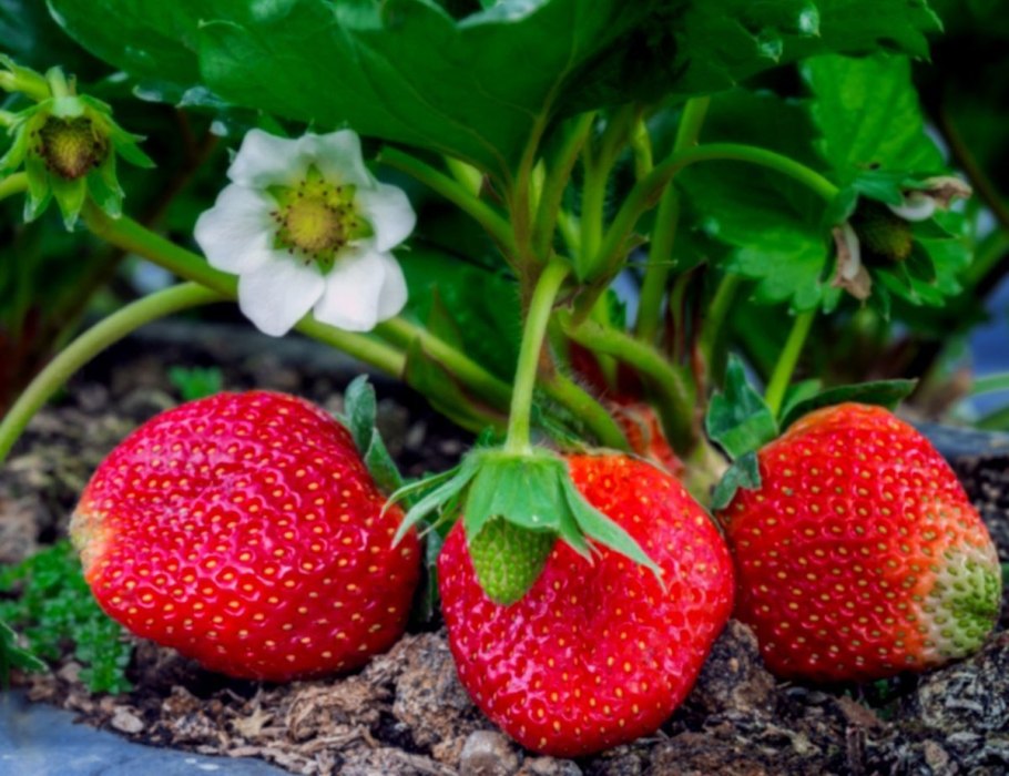 Клубника ремонтантная