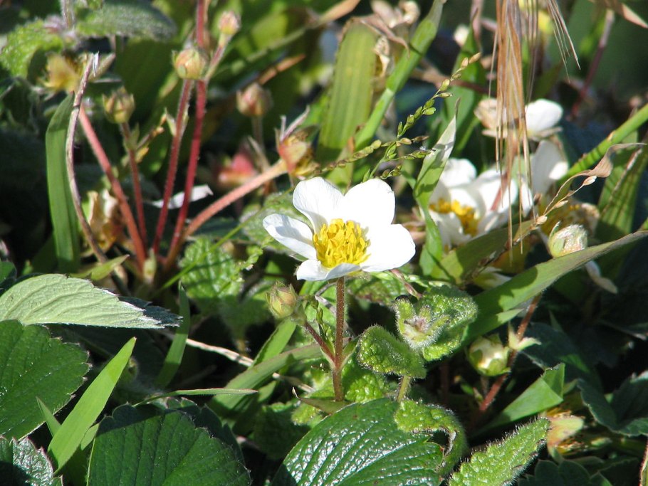 Fragaria moschata