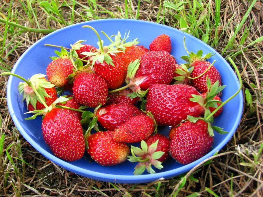 Клубника сорт