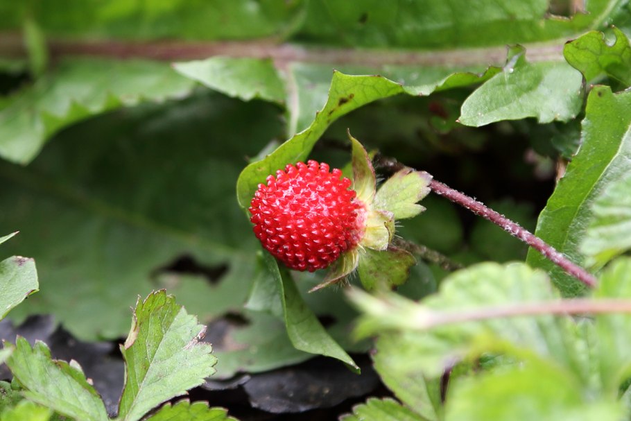 Индийская земляника дюшенея