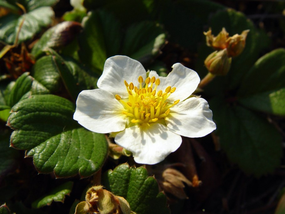 Fragaria virginiana клубника