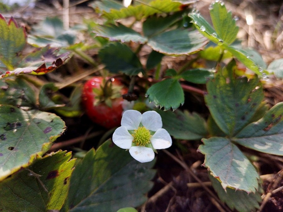 Земляника Восточная (Fragaria vesca)