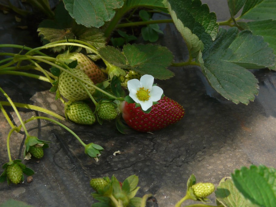Fragaria virginiana клубника