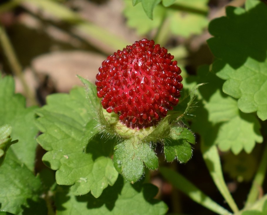 Земляника Восточная