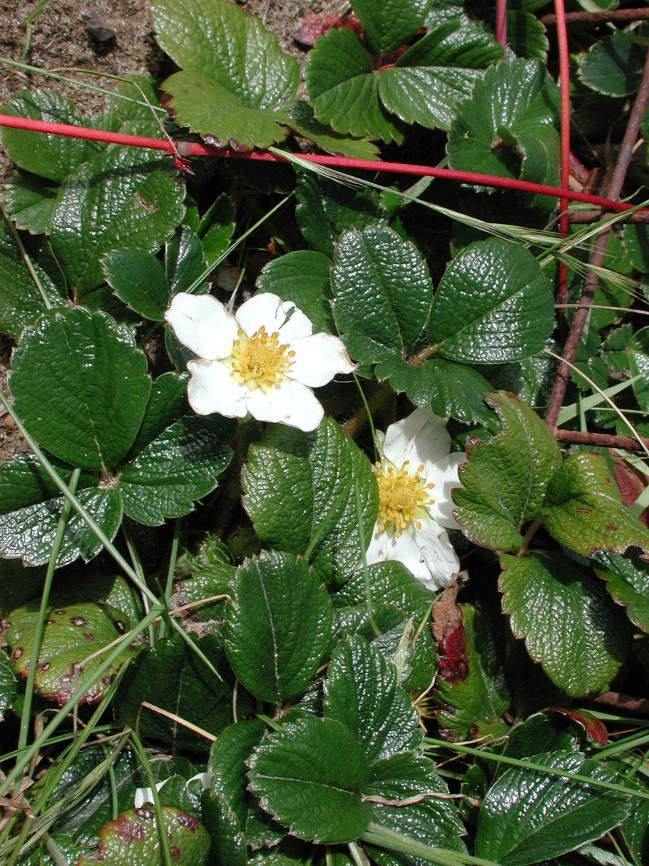 Fragaria virginiana