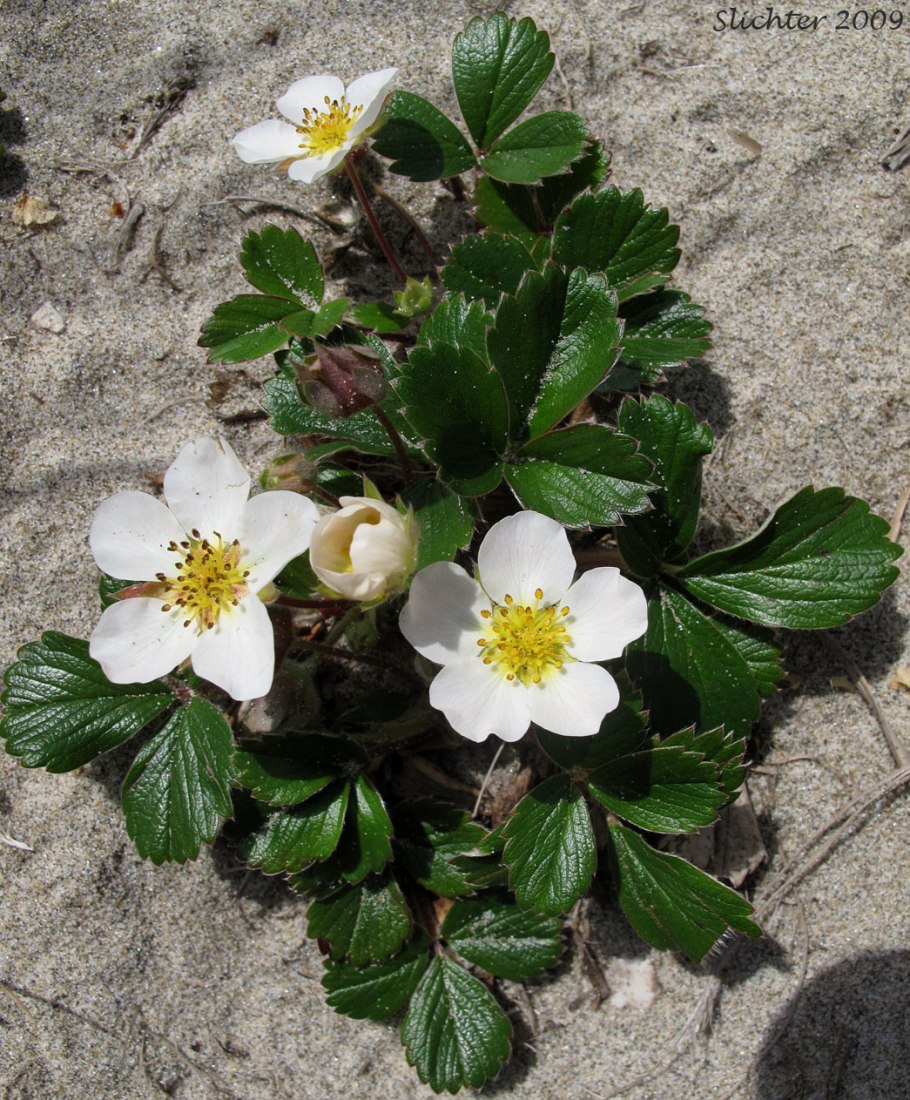 Fragaria orientalis