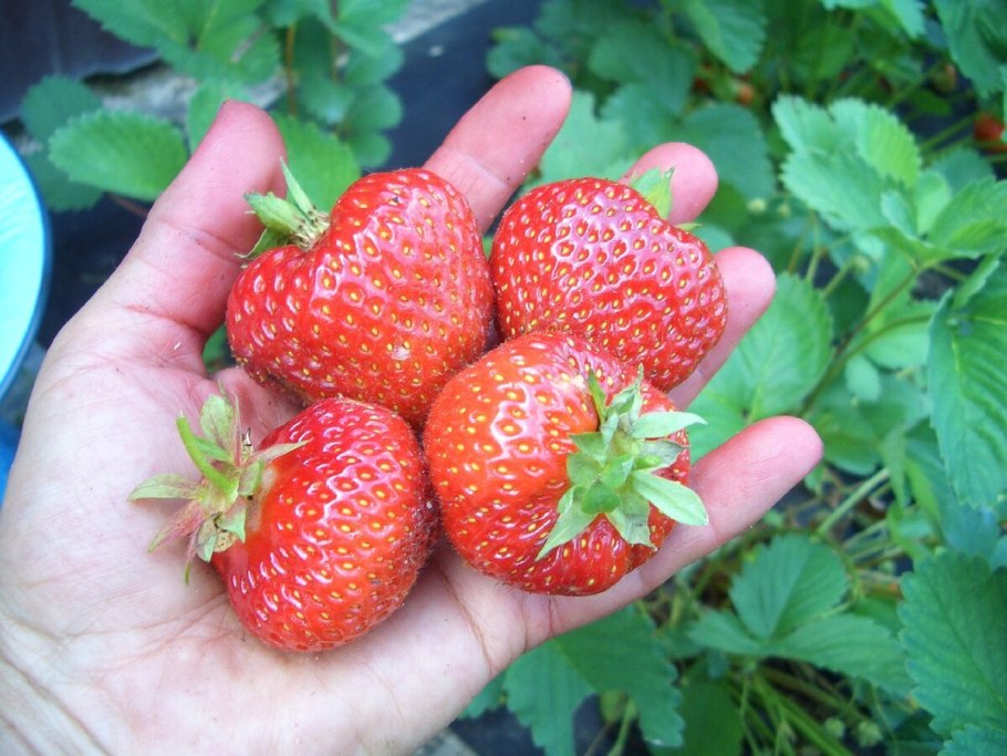 Норвежская лидия ремонтантная клубника