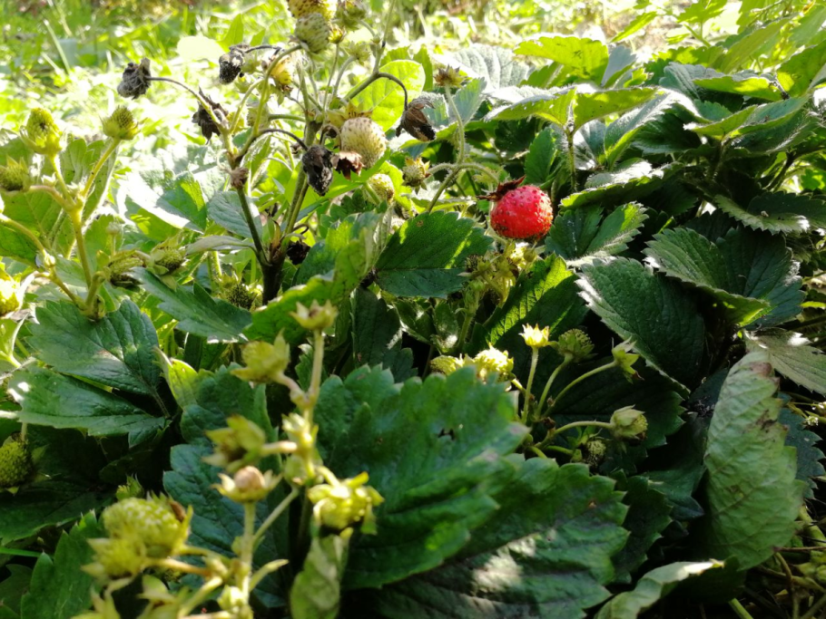 Земляника крупноплодная Ананасная