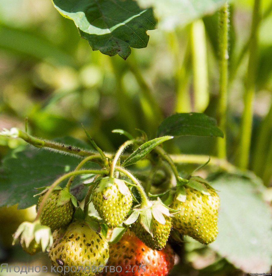 Земляника Лесная сорта