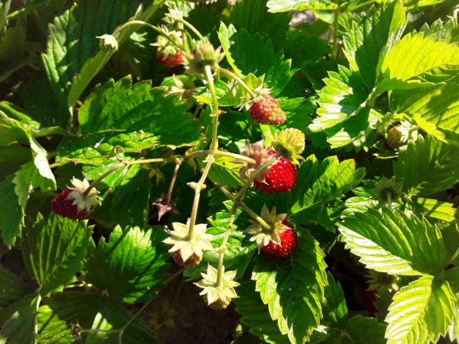 Внешний вид земляники