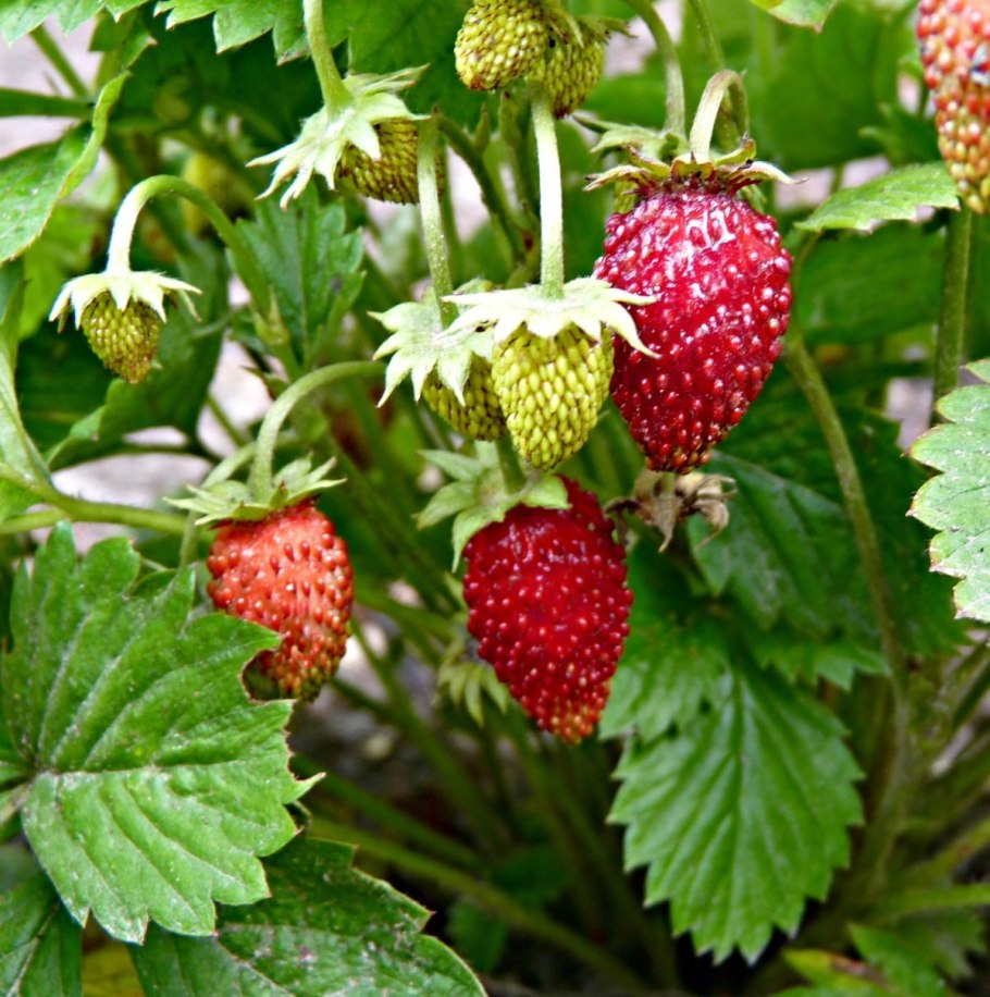 Клубника осенью