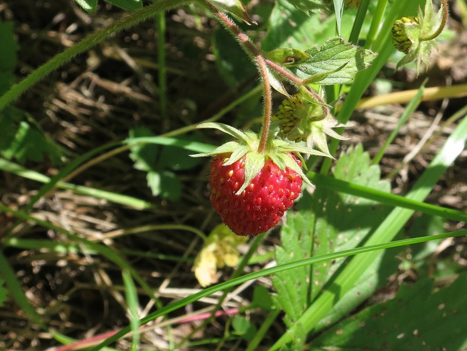 Fragaria orientalis