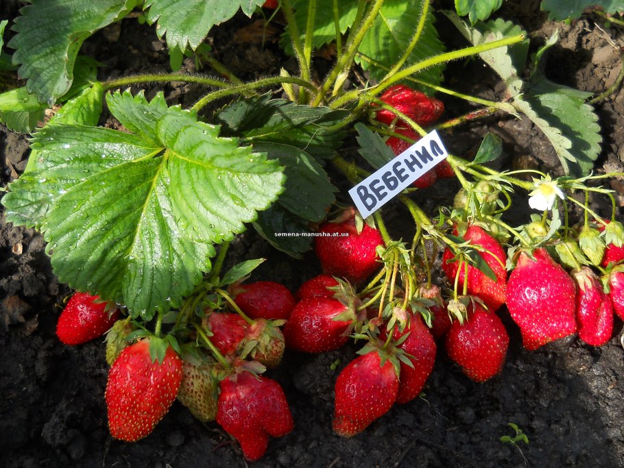 Земляника ремонтантная александрия