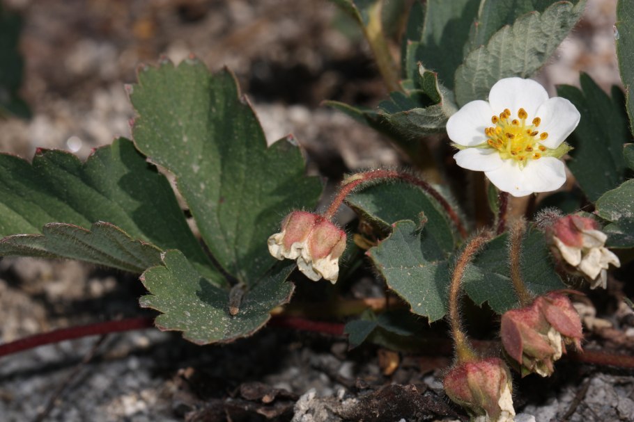 Fragaria elatior