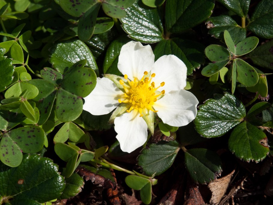 Fragaria moschata
