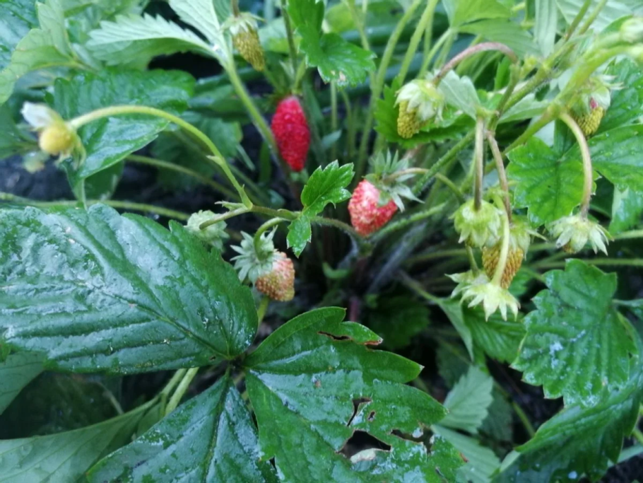 Барон солемахер земляника