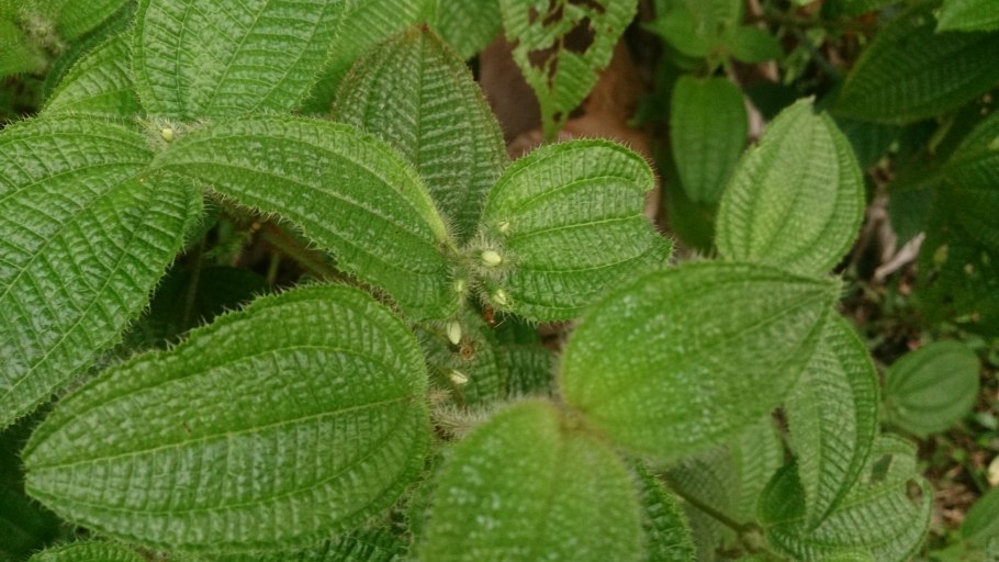 Миметес Хирта