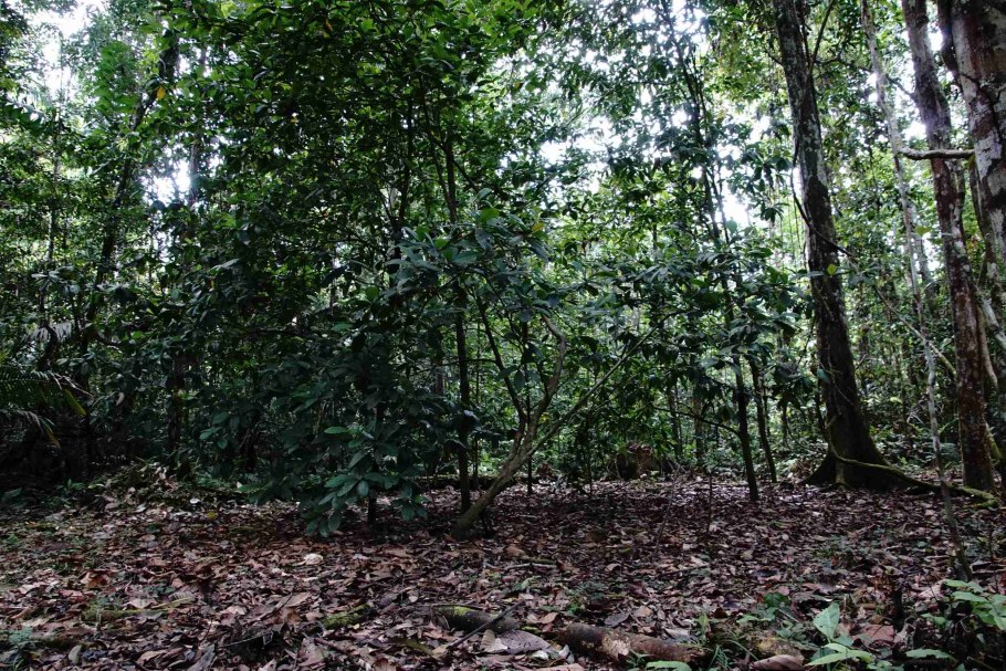 Duroia hirsuta дерево