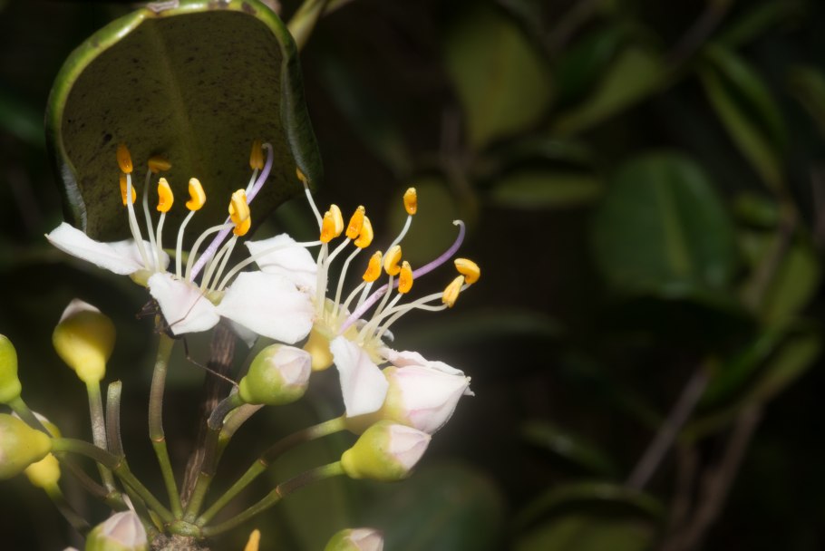 Anna Maria Sibylla Merian картины