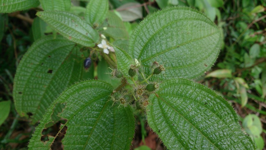 Сады дьявола Duroia hirsuta