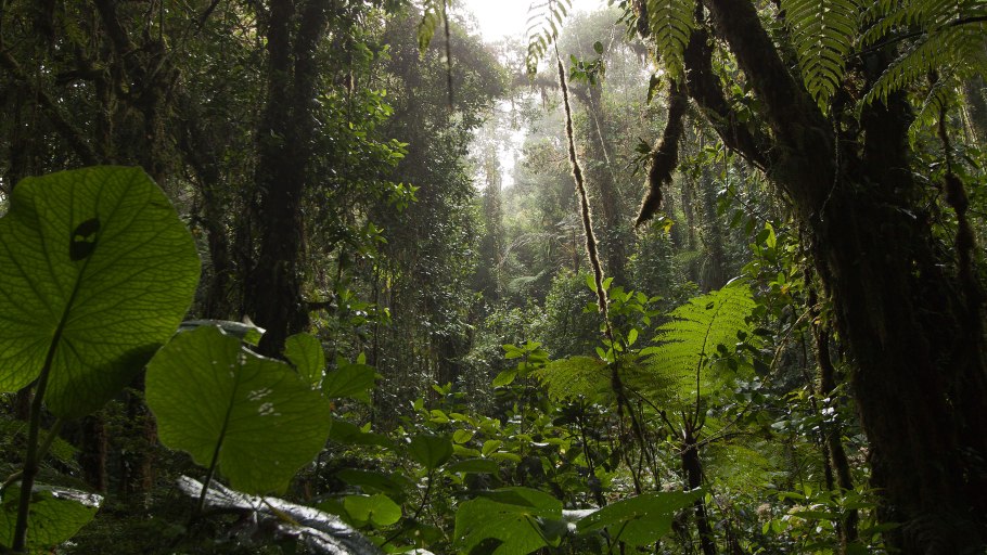 Сельва сады дьявола