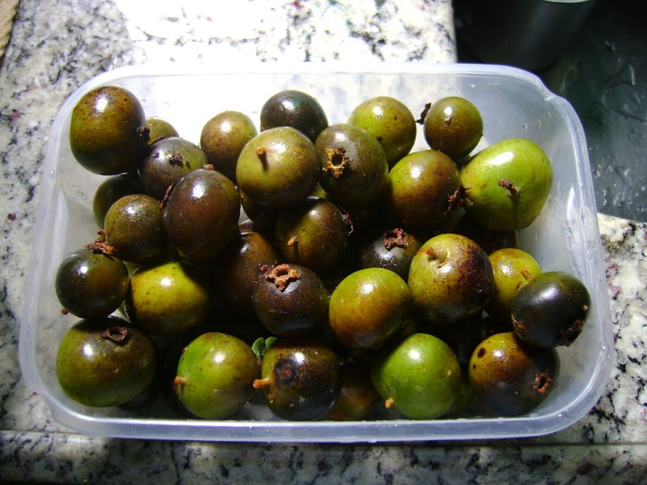 Бычерогая Акация