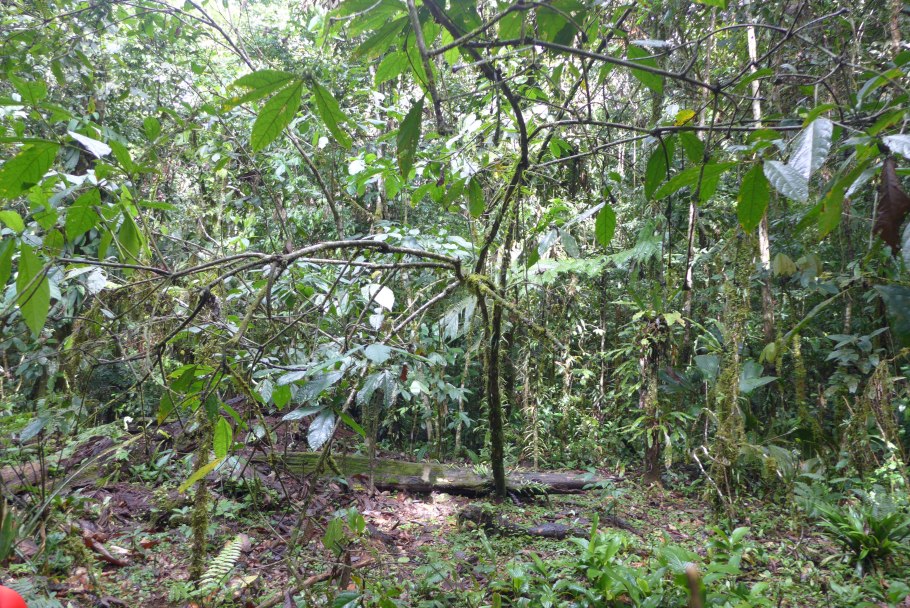 Дуройя растение