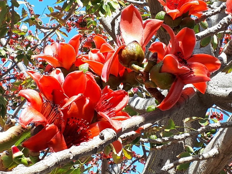 Bombax ceiba дерево