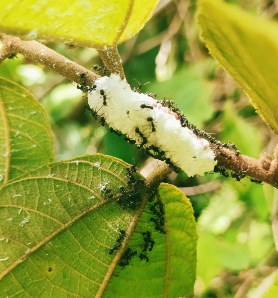 Мучнистые червецы