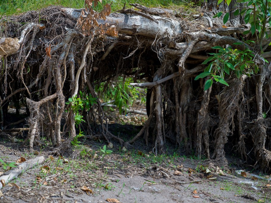 Сады дьявола в амазонских лесах