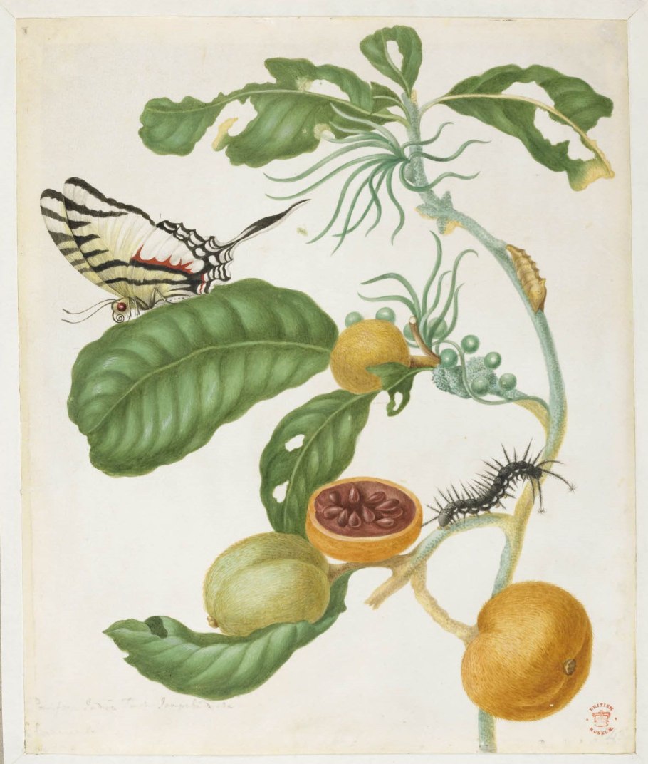 Мария сибилла мериан