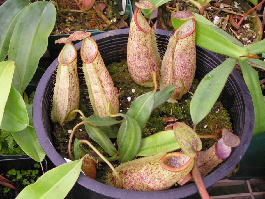 Профессиональные иллюстрации растения