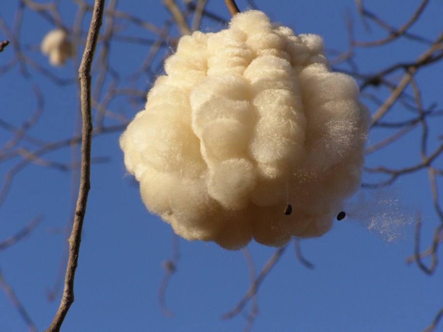 Хлопковое дерево