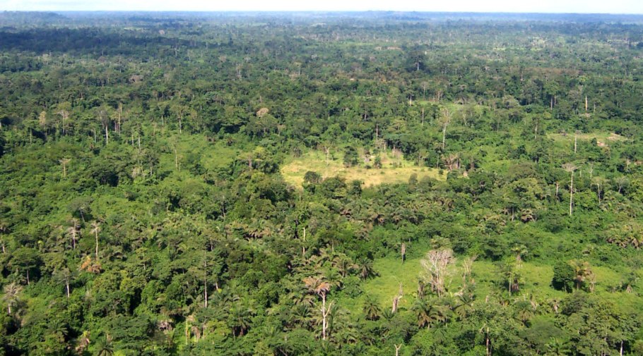 Муравьи рода Myrmelachista,