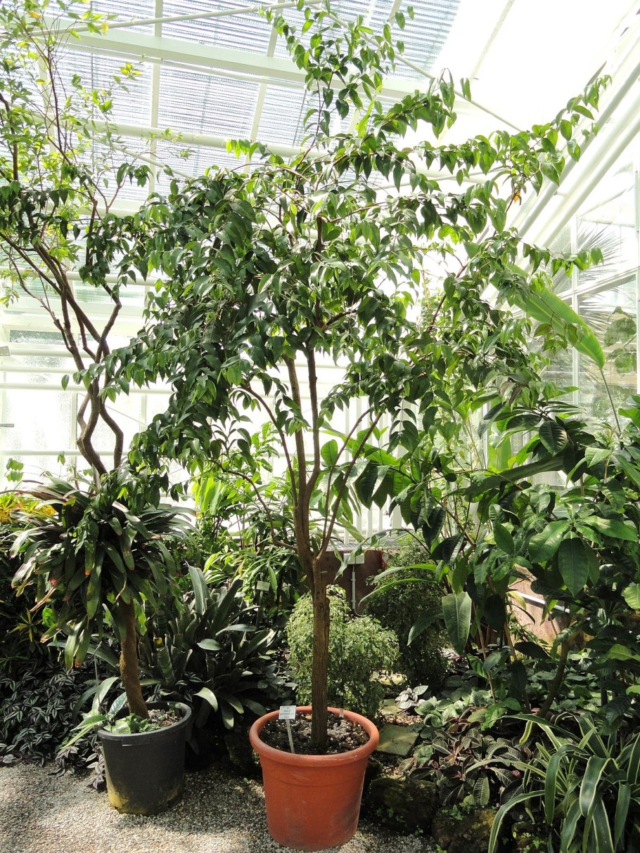 Тайга джунгли Сельва