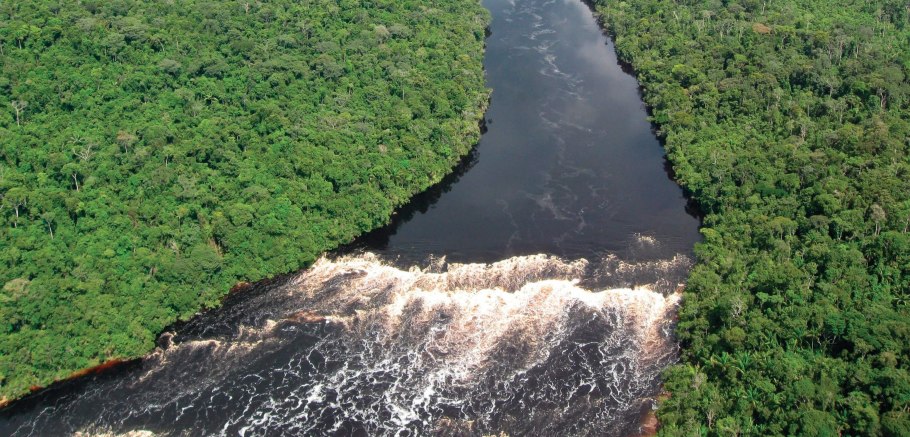 Насекомые на дереве