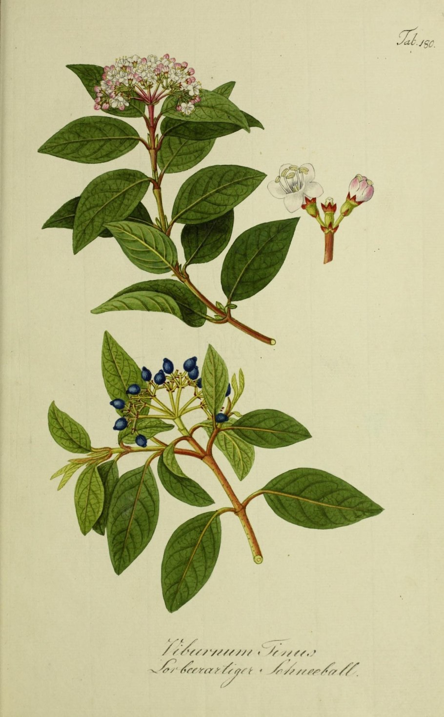 Калина лавролистная Ботанический рисунок