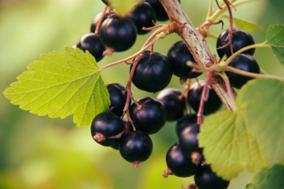 Смородина черная (ribes nigrum l.)