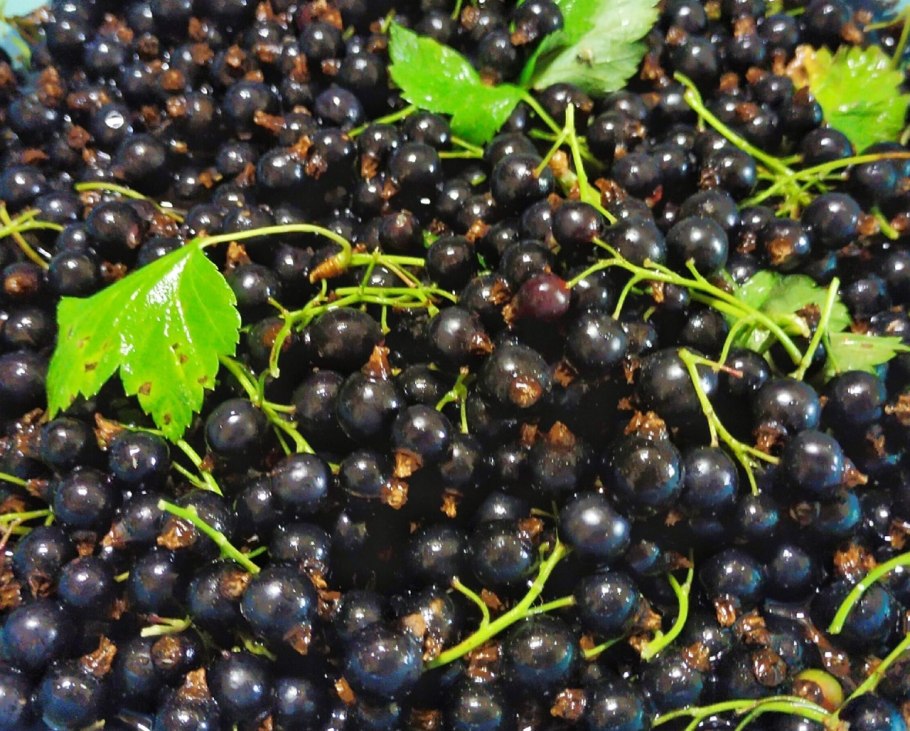 Плантация черной смородины