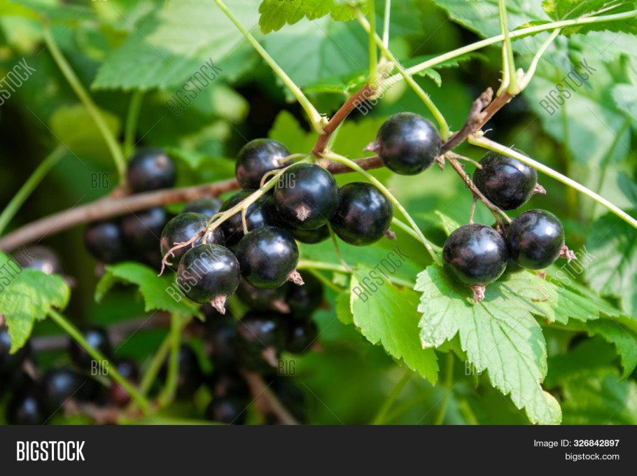 Смородина чёрная Изюмная