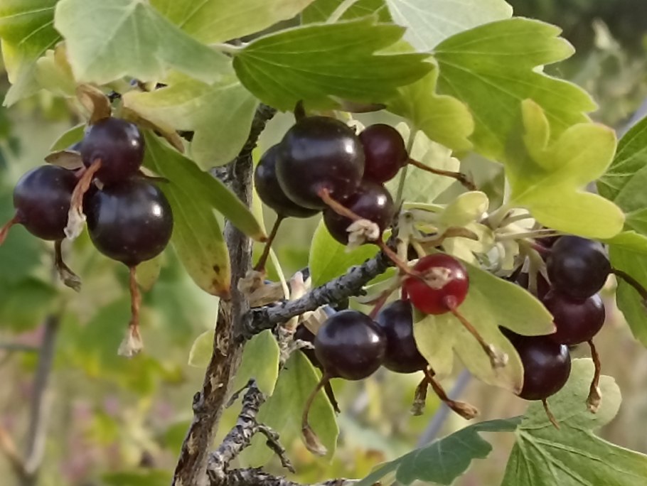 Смородина Детскосельская