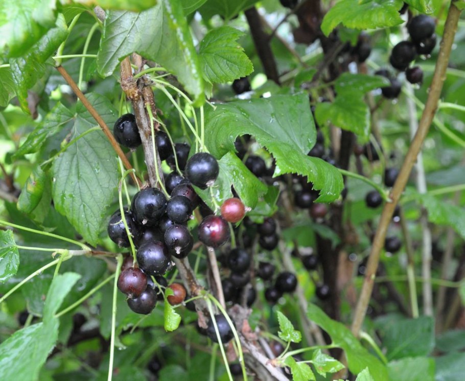 Смородина Нюрсинка