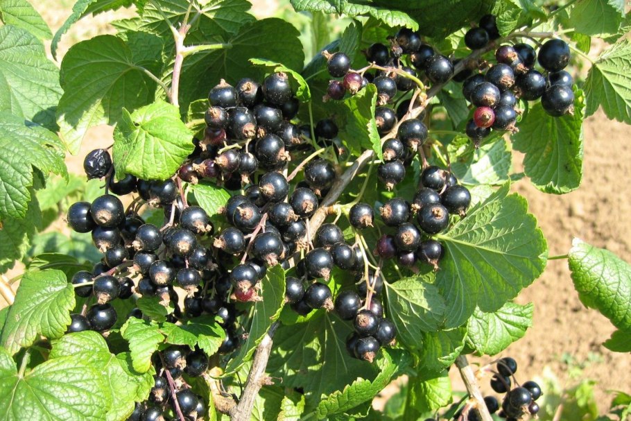 Йошта Титания