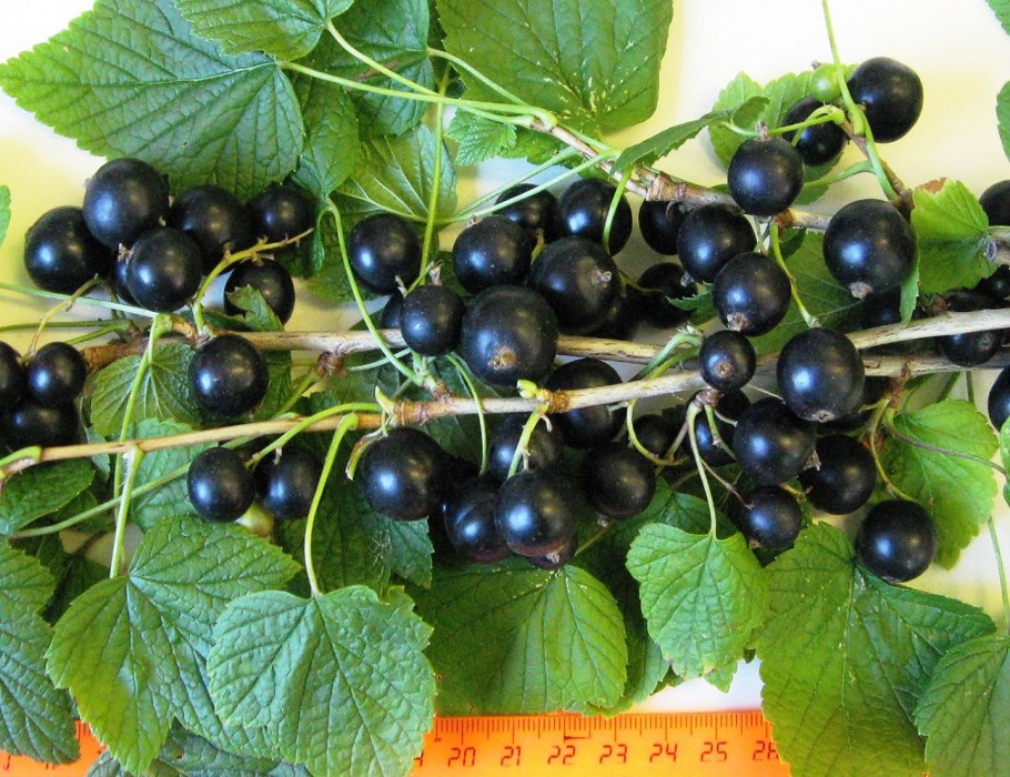 Ribes nigrum ареал