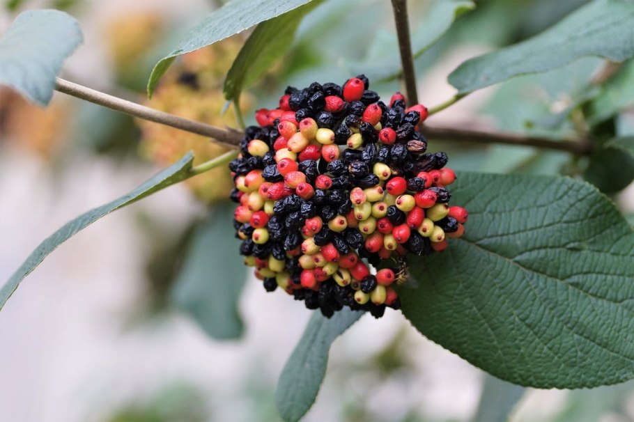 Смородина чёрная